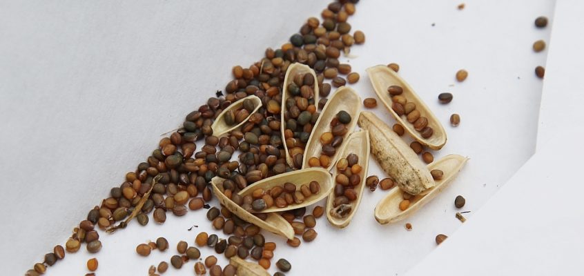 saving seeds