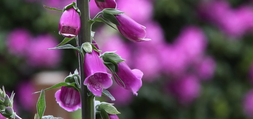 digitalis