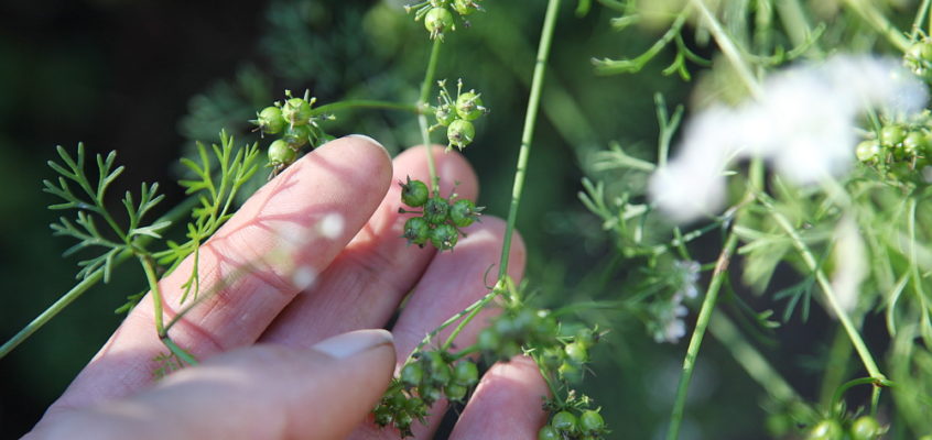 saving garden seed