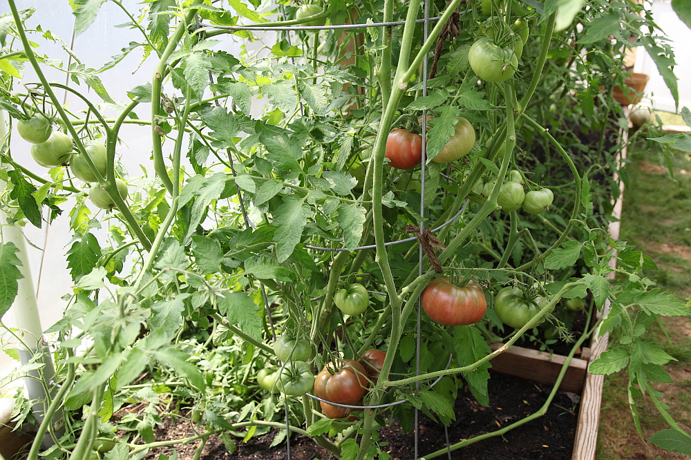 tomatoes_aug11
