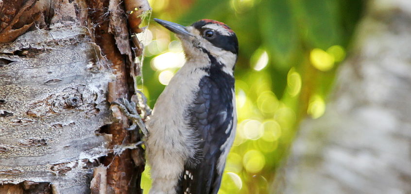 woodpecker