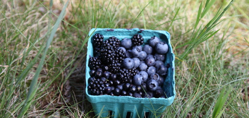 backyard berries