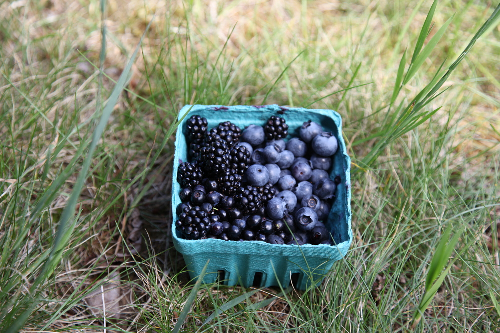 backyard_berries