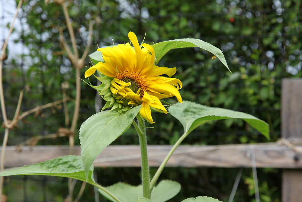 sunflower_august10