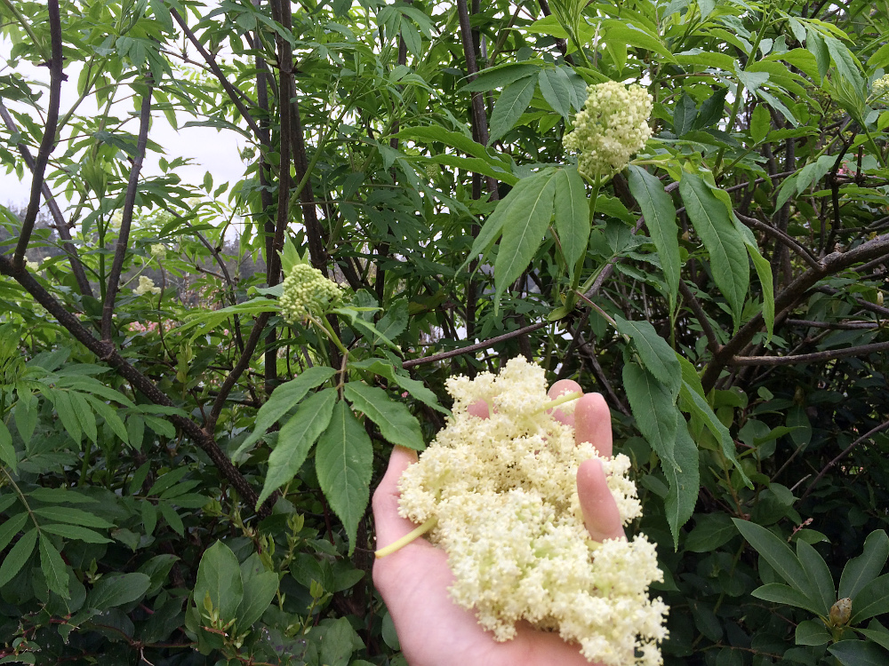 elderflower_1_sm